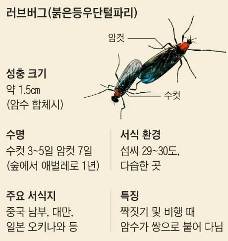 러브버그 시기 뜻 익충 이유 장마 퇴치 방역 예방법 총정리 2
