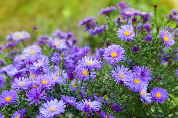 aster; 영어 이름 추천