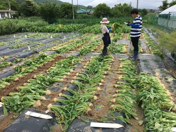 순무 재배 봄 가을 파종 비료 절감 키우기 요령_3