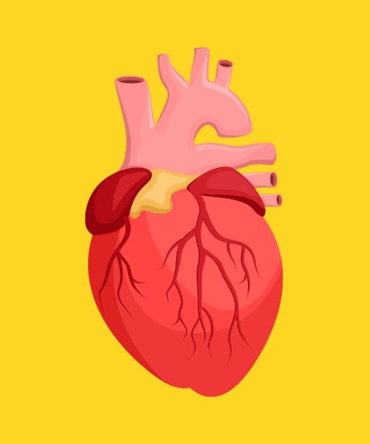 중성지방 정상수치 관련 심장 이미지