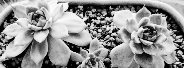 희귀 다육이, 비싼 다육이