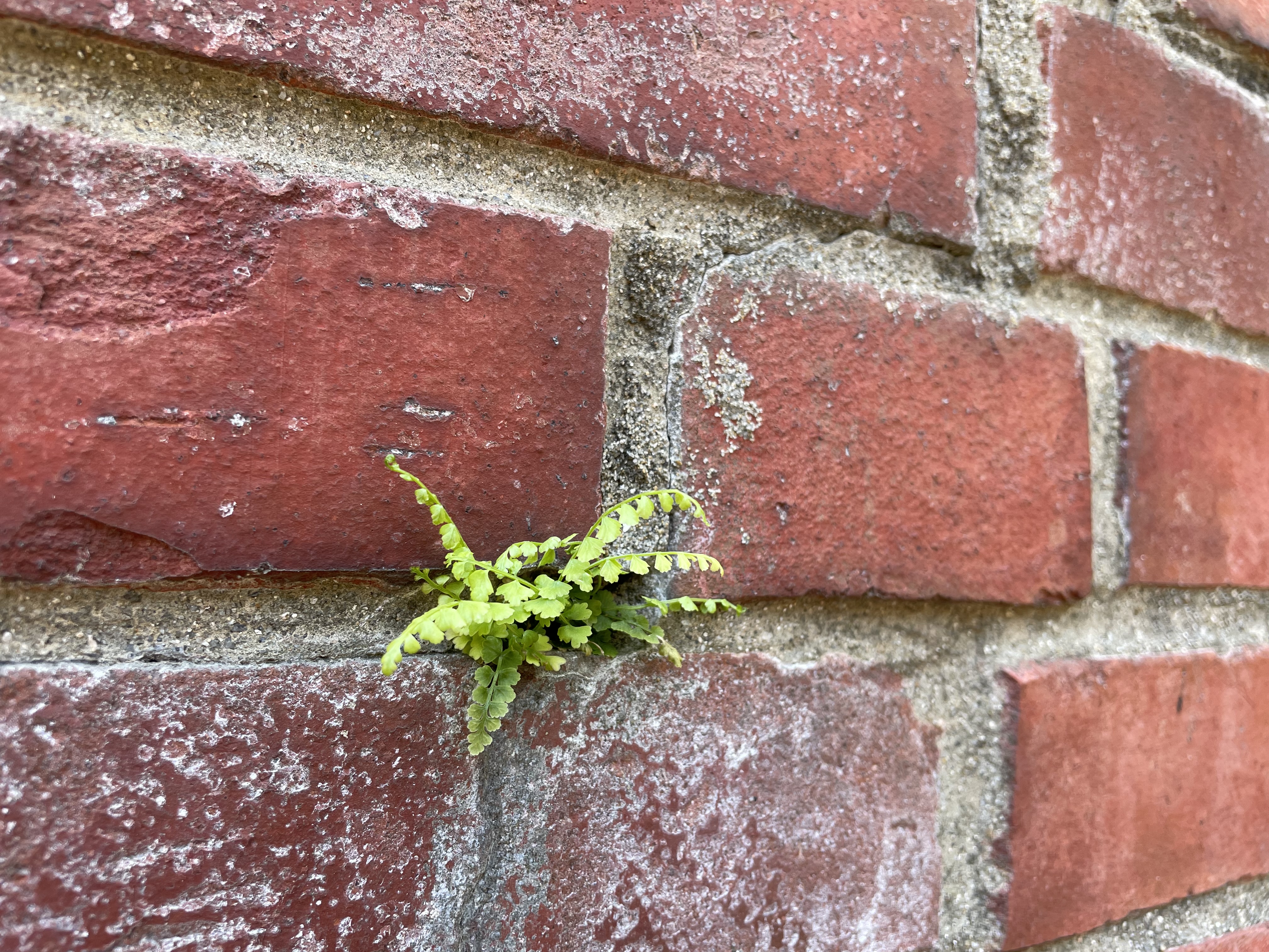 사형장 빨간 벽돌 틈에서 자라는 풀 한포기