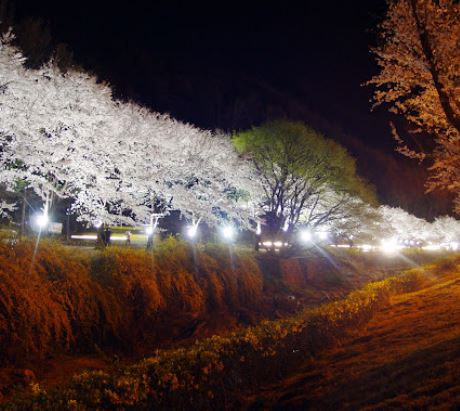 김천 벚꽃 