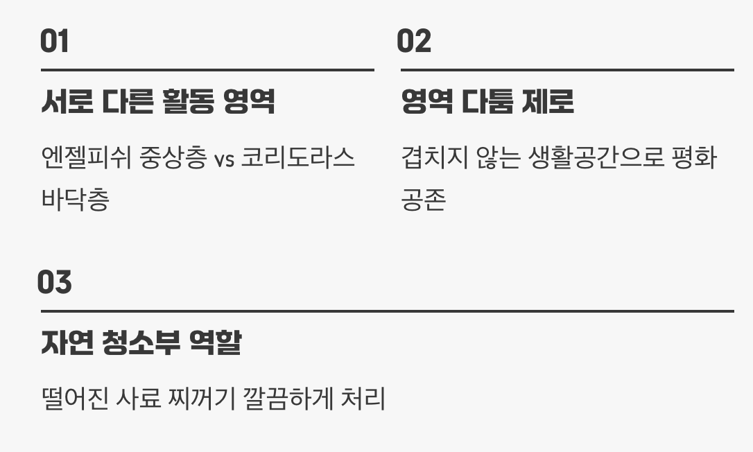 최고의 바닥 친구&amp;#44; 코리도라스