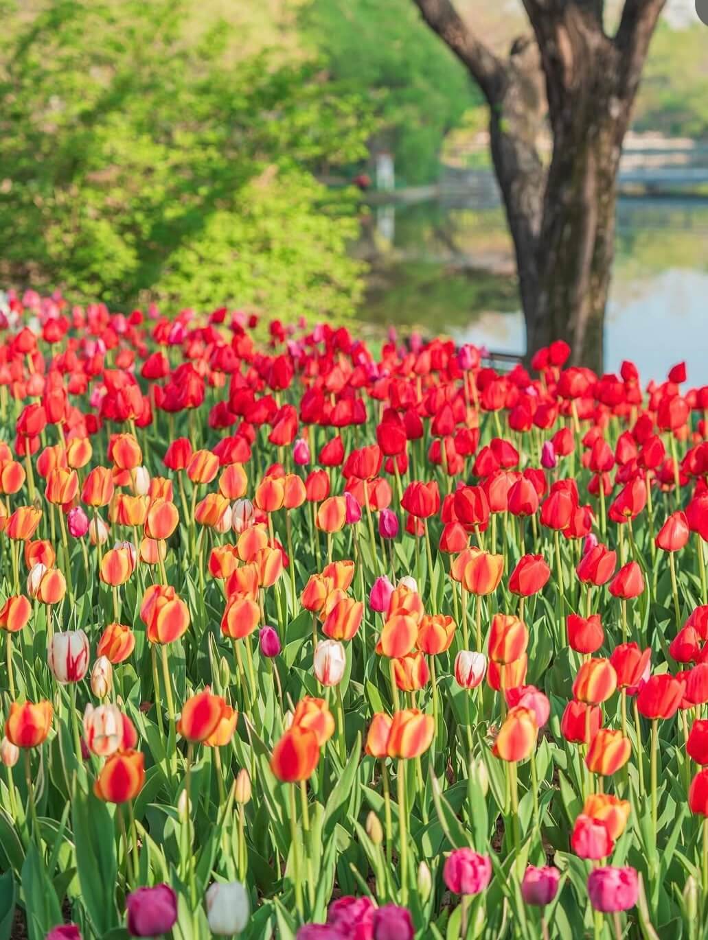 2025 서울숲 튤립 구경 가이드 관련사진
