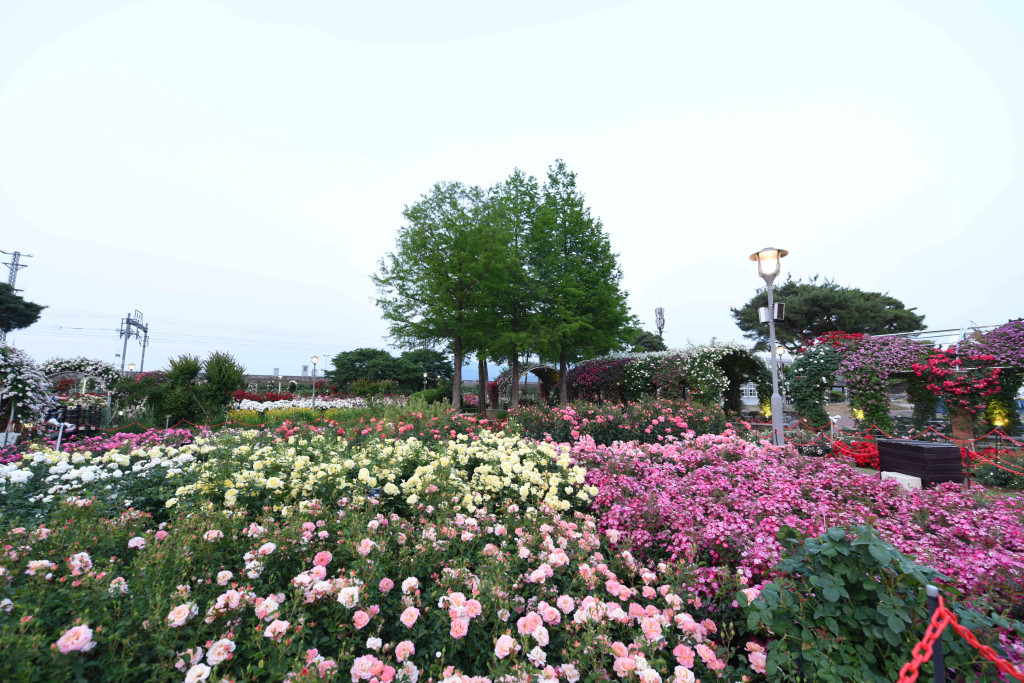 곡성장미축제사진
