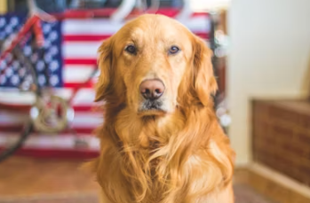 강아지대통령 창업에 대하여 알아보기