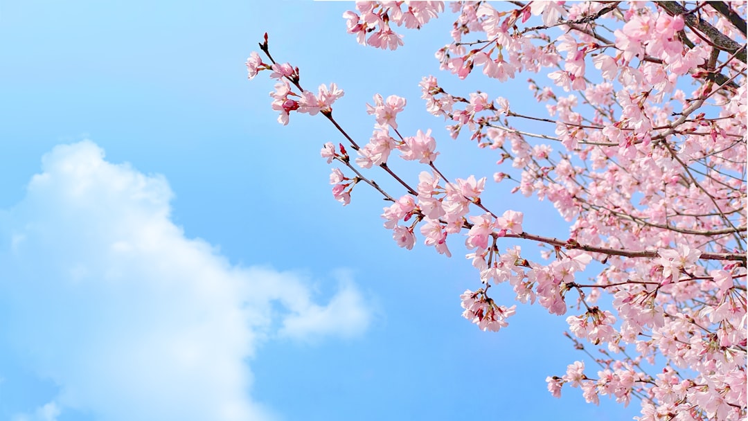 Sakura