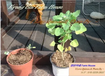 퀴노아 재배 배수성 좋은 흙 고온 건조 적응 수확_11