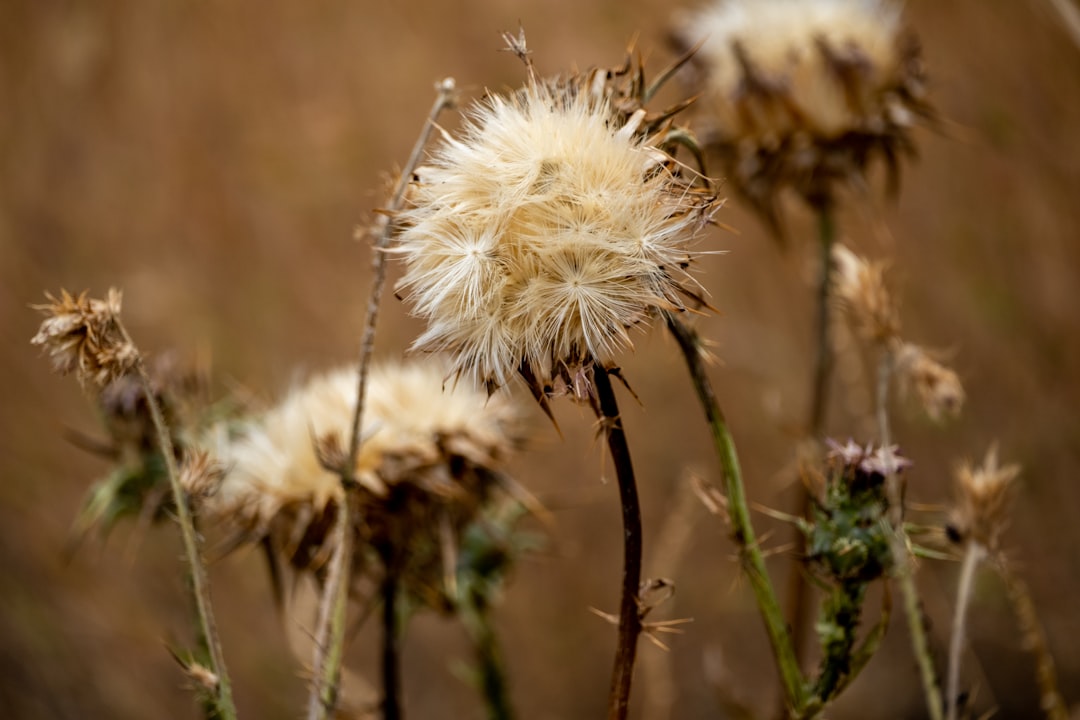 Milk thistle