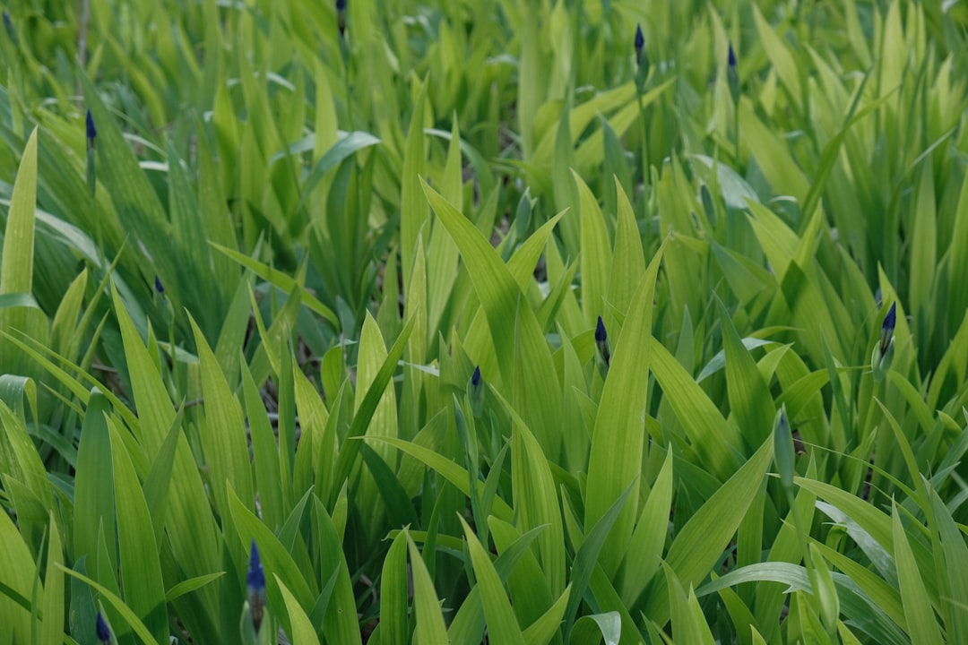Fertilizer