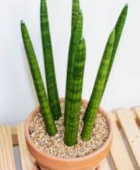 초보 실내 공기정화 식물 스투키 사진