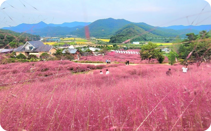 고창 핑크뮬리 축제 이미지/ 출처: 꽃객프로젝트