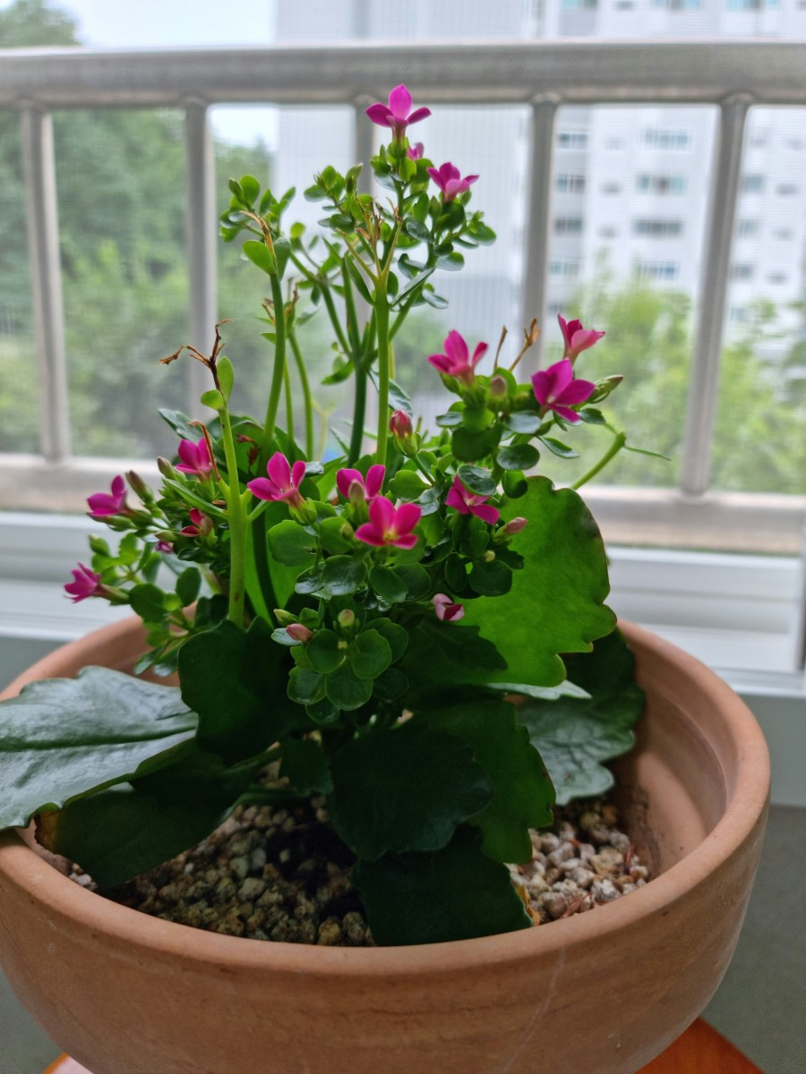 카랑코에