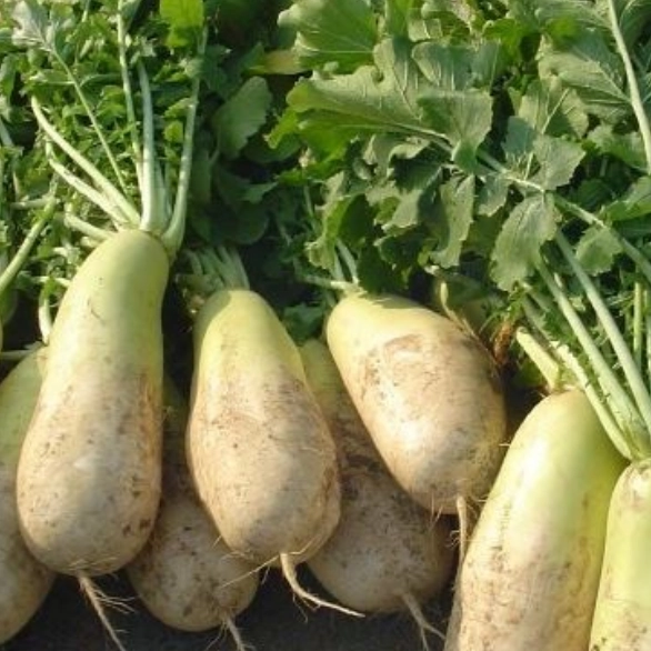 무-효능과-부작용