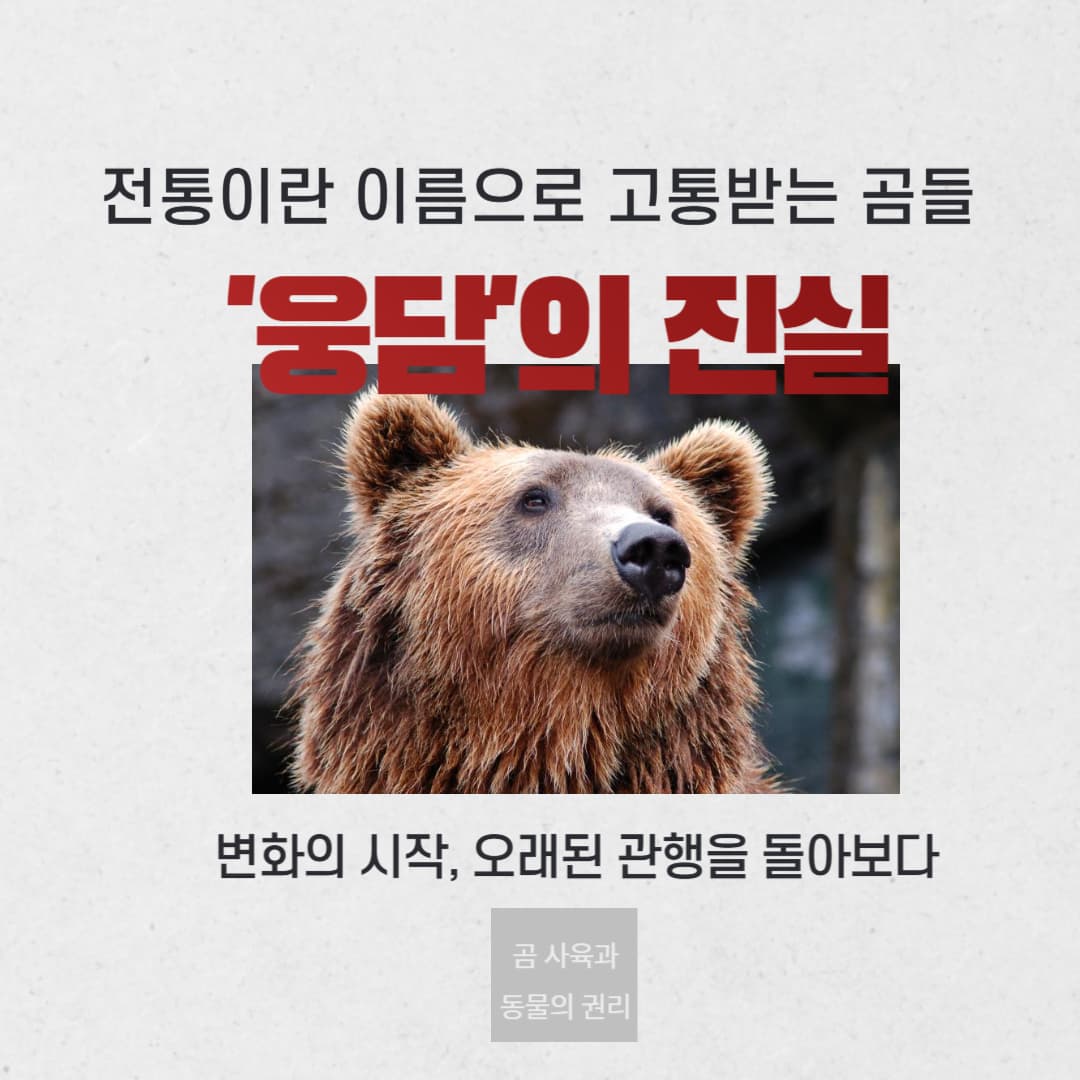 웅담의 진실 : 전통이란 이름으로 고통받는 곰들