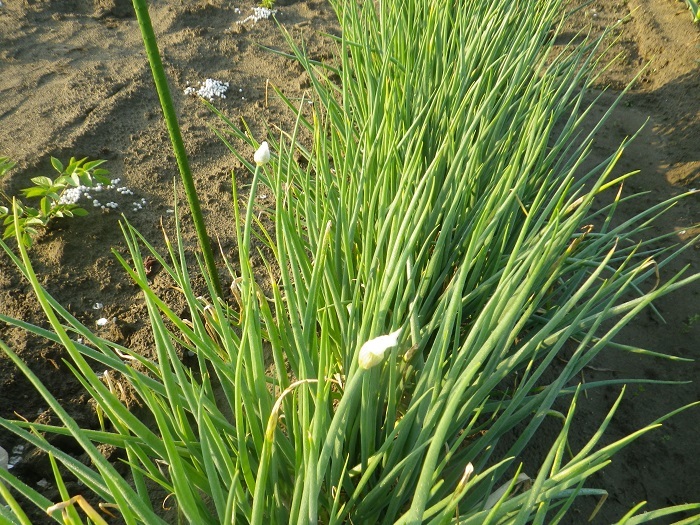 쪽파