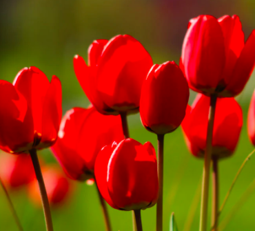 Red Impression