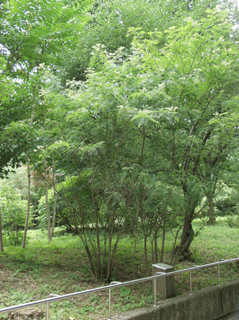 [정원수목]모기&middot;해충 줄이는 정원수 추천 10가지