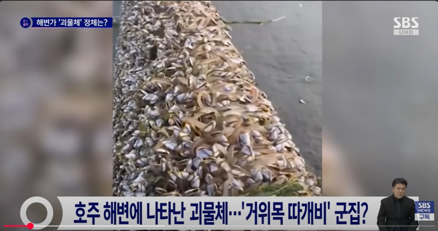 해변의 기이한 생물체