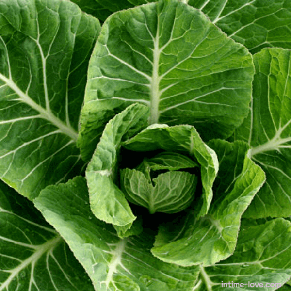 영양 만점 채소 콜라드 그린