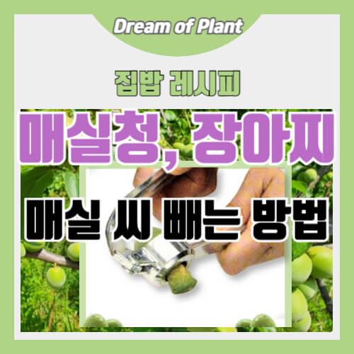 매실 씨 빼는 방법 썸네일 이미지