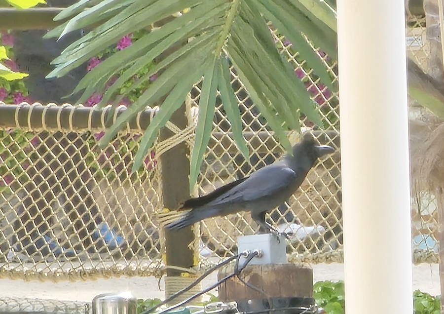 너무나도 찰떡처럼 어울렸던 까마귀