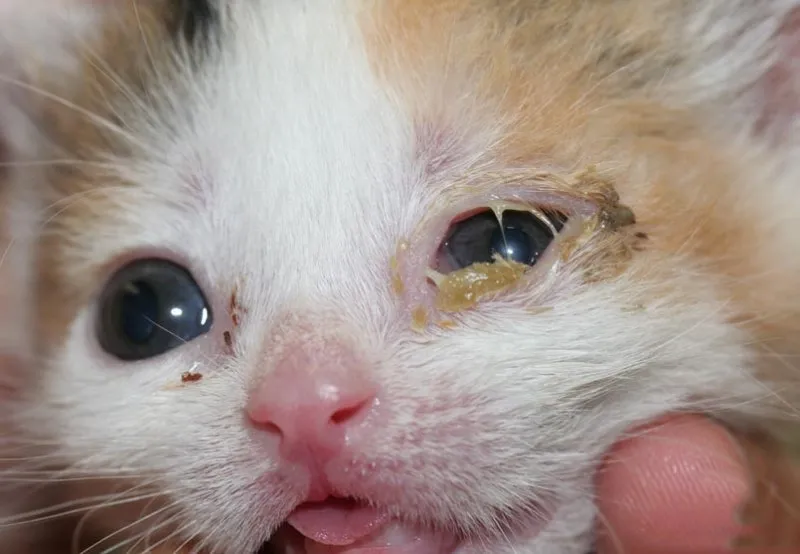 고양이 주요 눈 질환 7가지 증상 원인 치료법_7