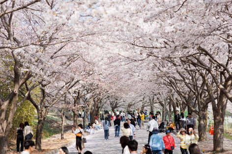 2024 전국 벚꽃 축제 명소 TOP 9