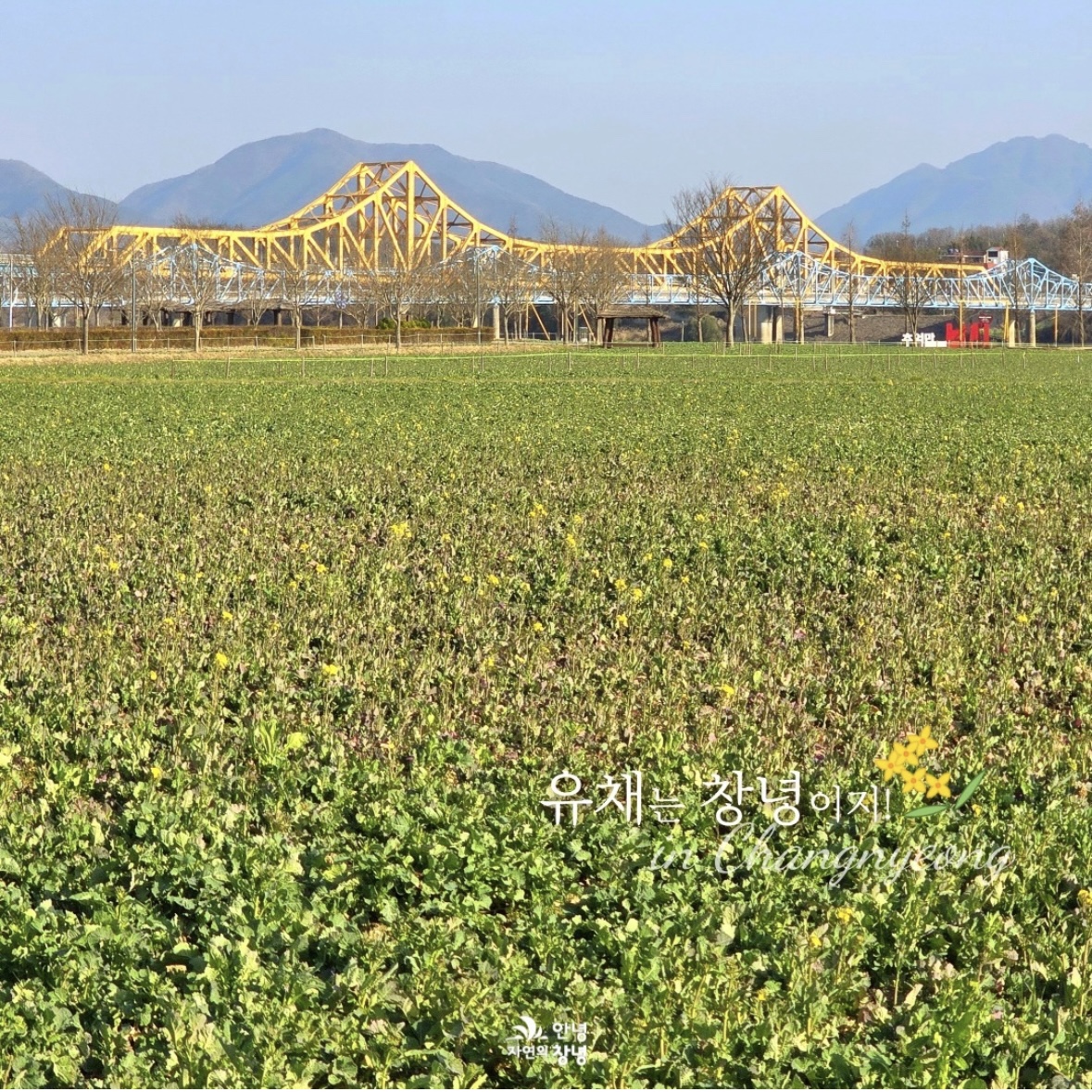 남지 유채꽃 축제 일정