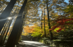 장태산자연휴양림 요금 선착순 사전예약 주차 할인 산림복지바우처