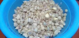 마늘 심는 시기 품종선택 비닐멀칭 웃거름 녹병 예방법_8