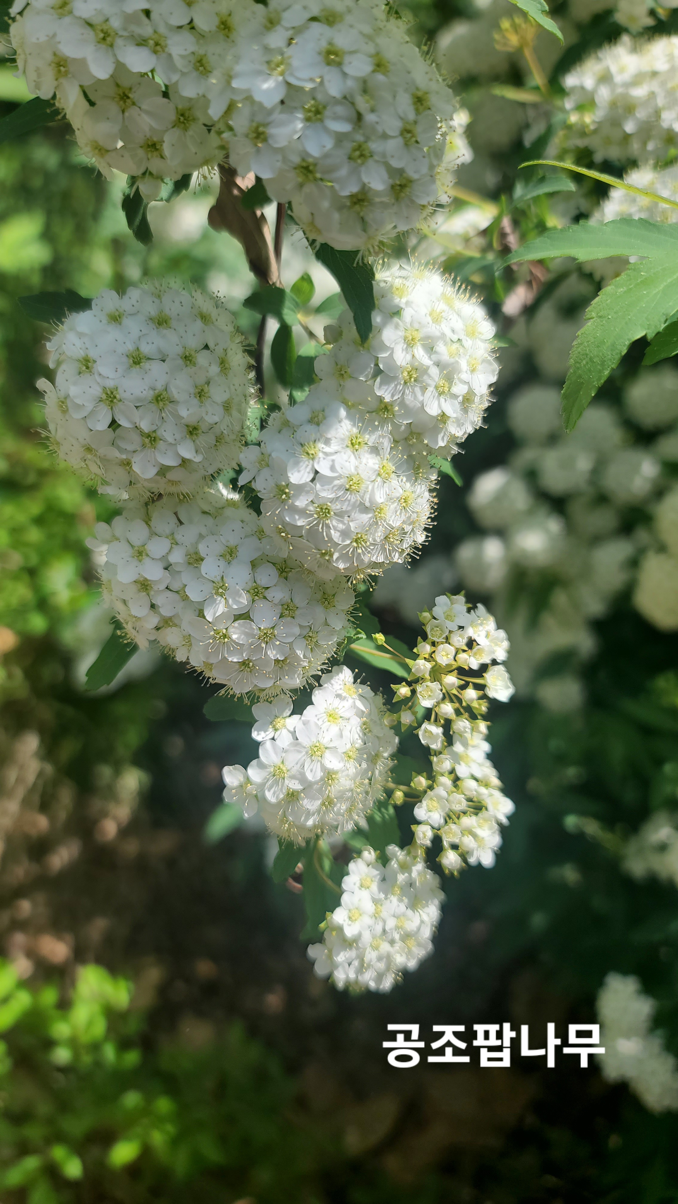 식물보호기사-산업기사-공조팝나무
