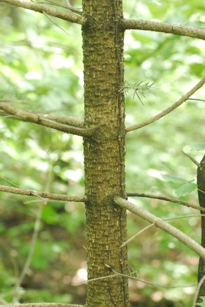 전나무(젓나무)