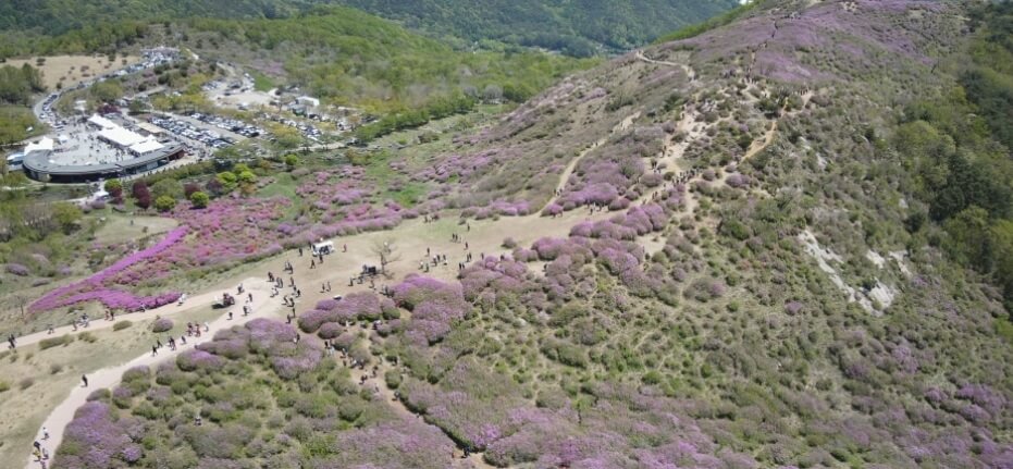 2025 합천 황매산 철쭉제 일정 총정리 및 철쭉 개화현황
