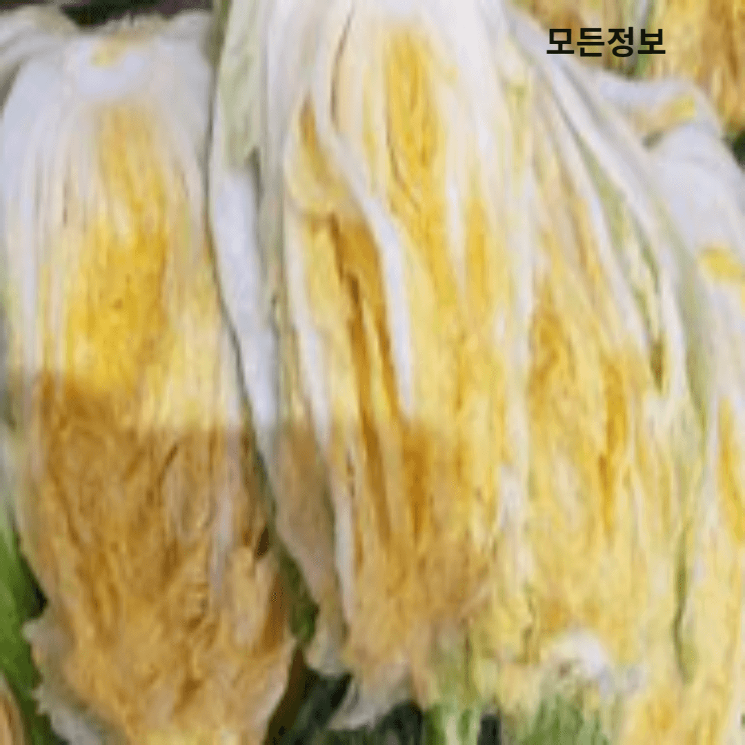 절임김치