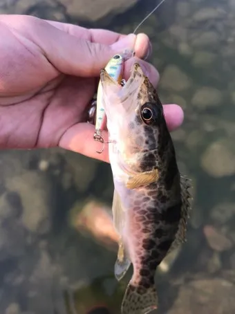 5월 쏘가리 금어기 시작 전국 금지 기간 완벽 정리와 낚시 규정_29