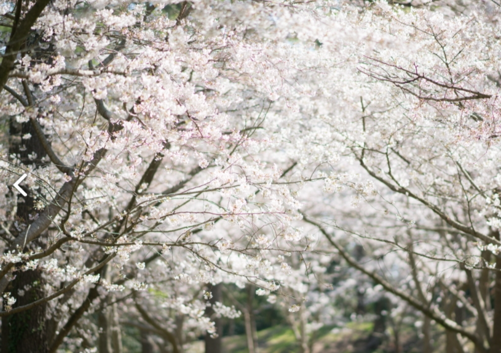 제주한림공원 벚꽃축제 활짝핀 벚꽃