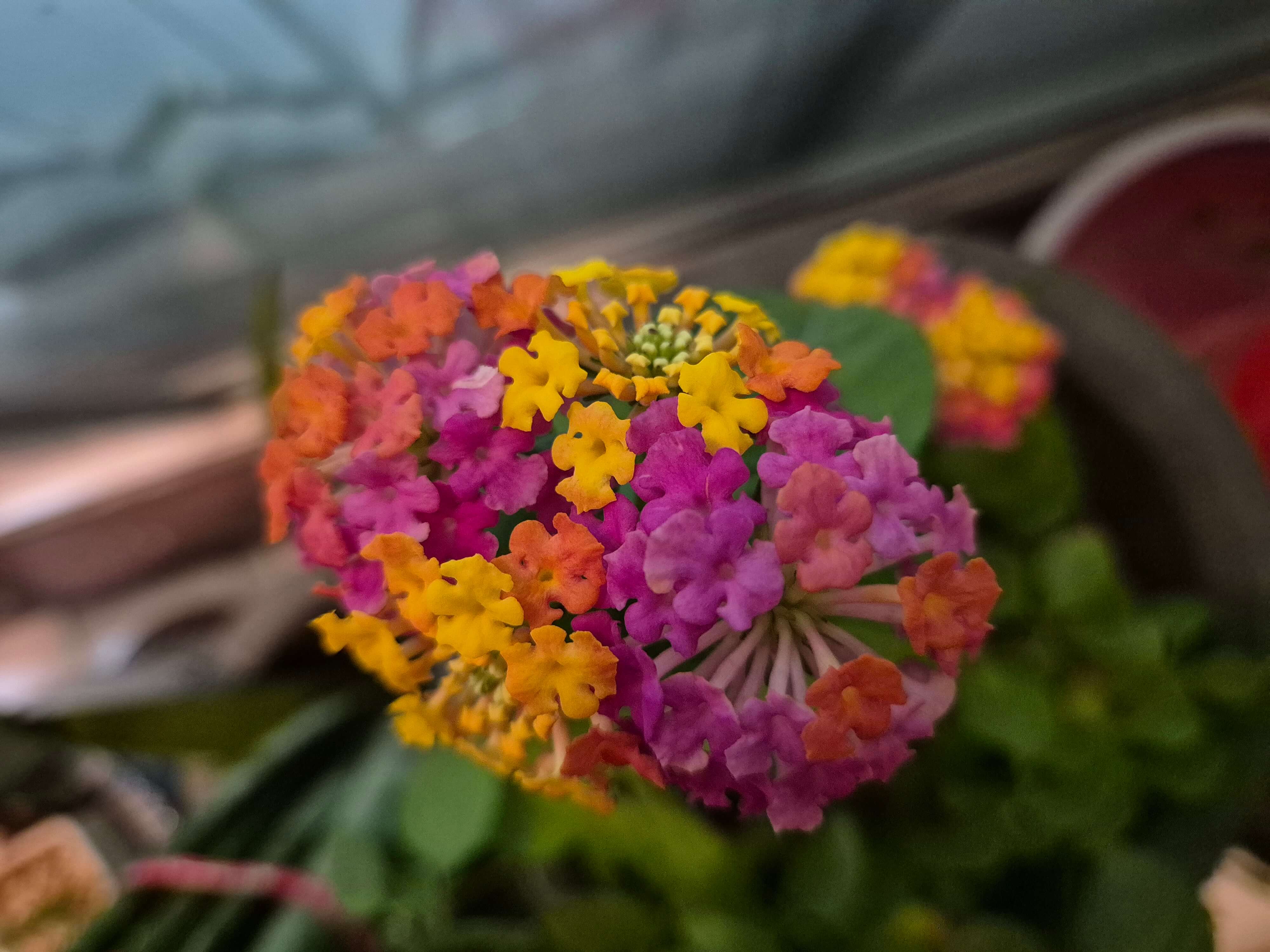 란타나와 관련된 사진입니다.