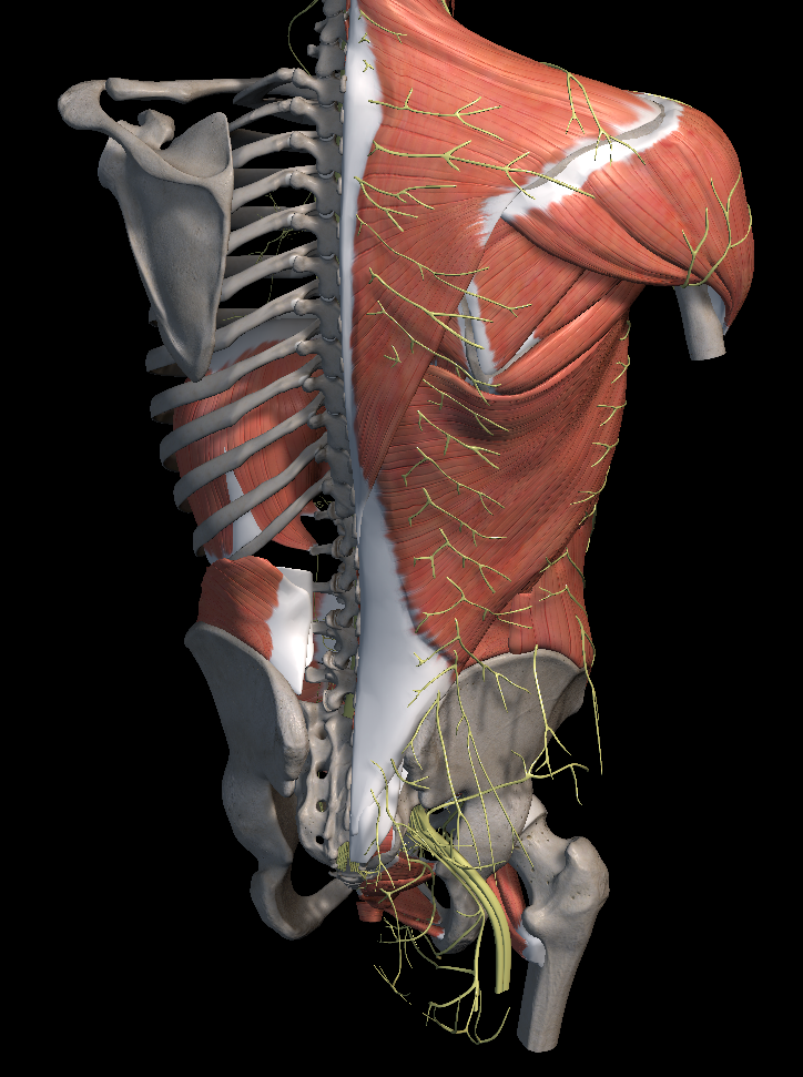 강직성 척추염 원인