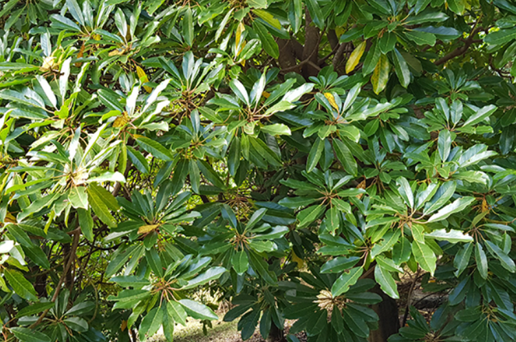 태안 안면도 수목원