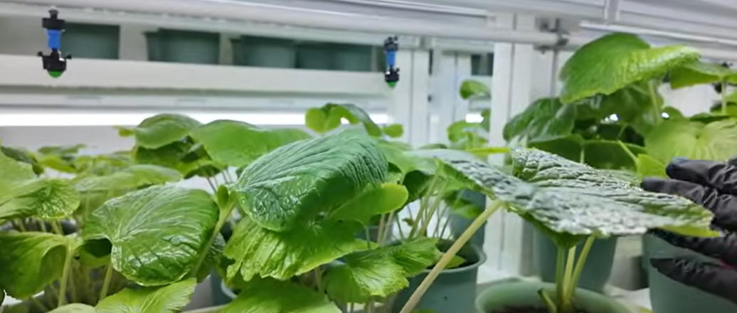 귀농 와사비 스마트팜 재배