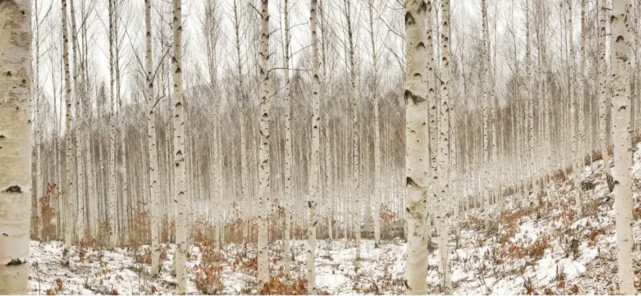 겨울 여행지 추천 인제 자작나무 숲