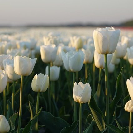 태안 튤립축제 2025 일정&amp;#44; 