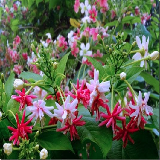 사군자의 효능 및 활성 성분, 섭취량과 주의점