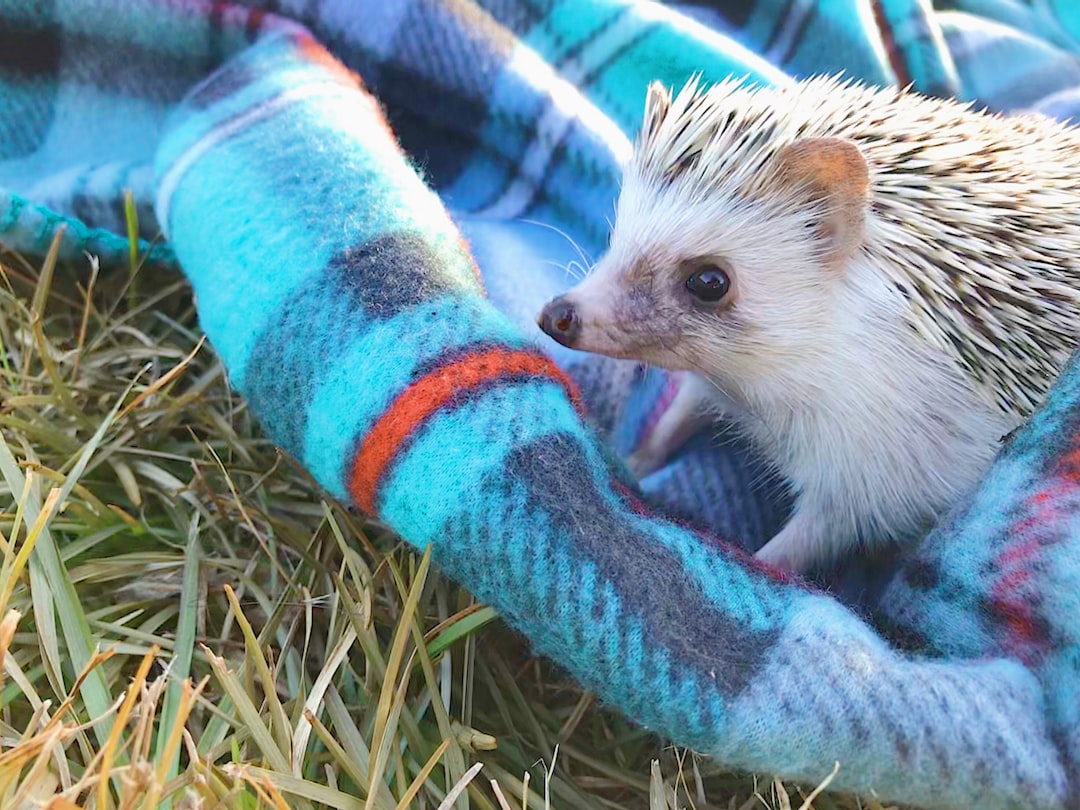 Hedgehog