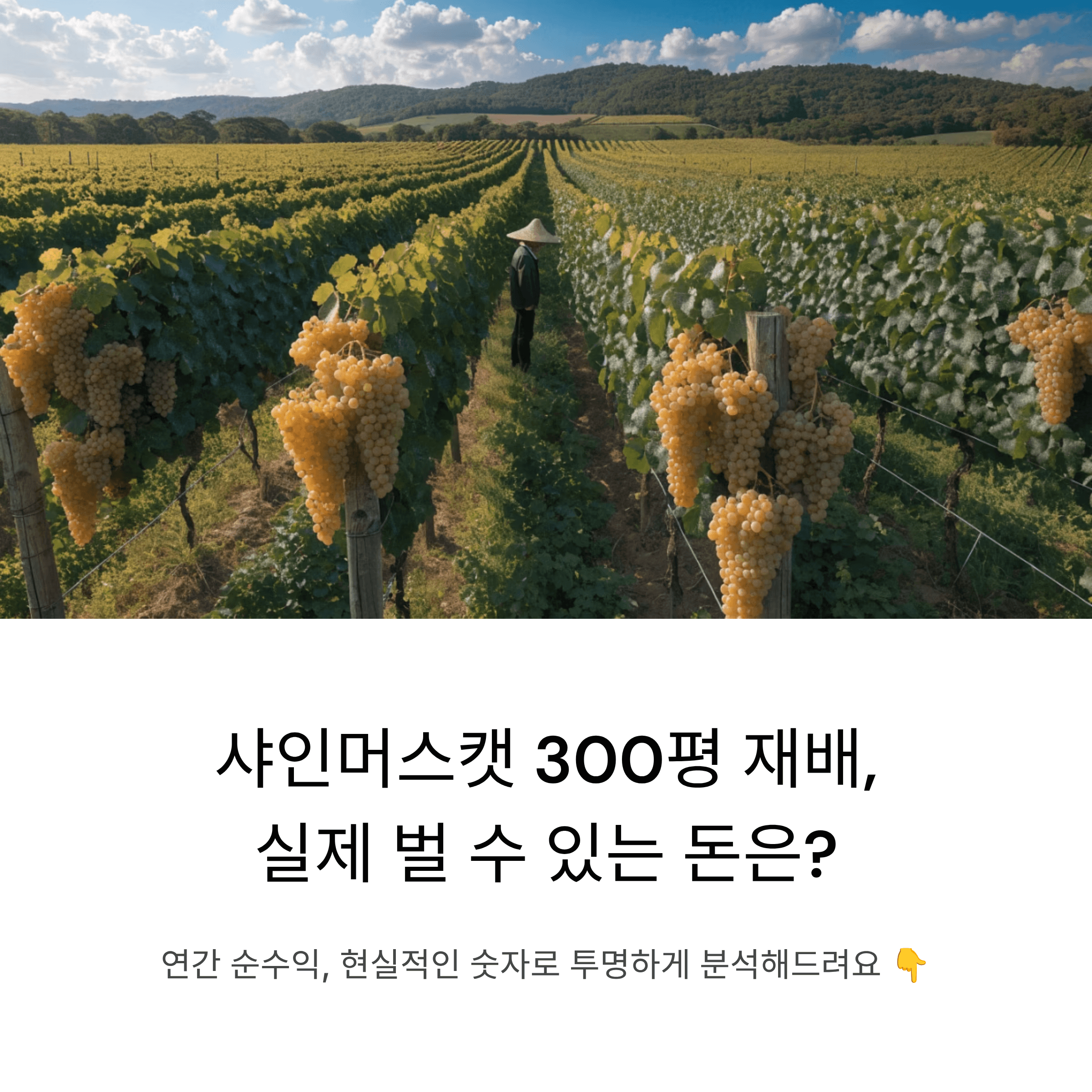 샤인머스캣 300평 규모로 시작하면 연간 순수익은 얼마나 기대할 수 있을까요