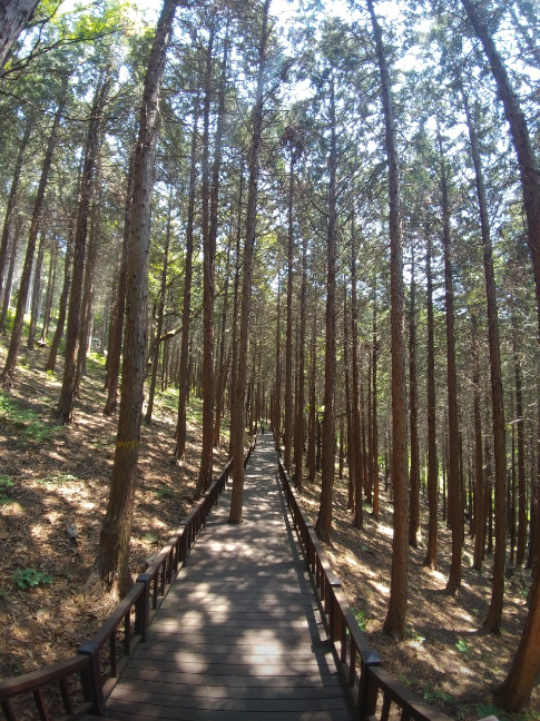 창원편백치유의숲2