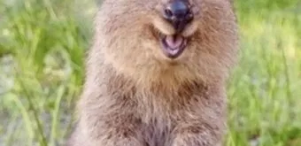 쿼카 웃는 동물 행복한 동물 특징 성격_10