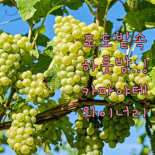 포도밭 한가운데서 눈을 뜨는 카파야테..
